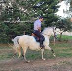 Merrie crusado andaluciër, Dieren en Toebehoren, Paarden, Merrie