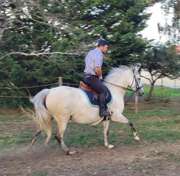 Merrie crusado andaluciër  beschikbaar voor biedingen