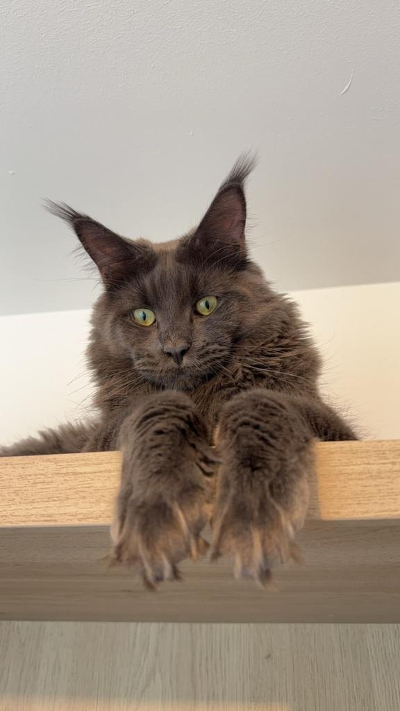 Maine Coon kittens, Dieren en Toebehoren, Katten en Kittens | Raskatten | Langhaar, Meerdere dieren, 0 tot 2 jaar