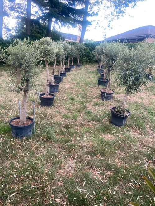 🫒Olivier Olea europaea -10 graden. BEZORGING mogelijk🚛, Tuin en Terras, Planten | Bomen, Olijfboom, Winter, In pot, Ophalen of Verzenden