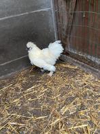 Zijdehoen haantje, Animaux & Accessoires, Volatiles, Mâle, Poule ou poulet