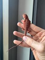 Baardagaam. Red monster, Dieren en Toebehoren, Reptielen en Amfibieën, Amfibie, 0 tot 2 jaar