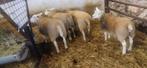 Jonge ooien, Dieren en Toebehoren, Schapen, Geiten en Varkens
