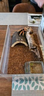 Brachypelma Boehmei, Dieren en Toebehoren, Reptielen en Amfibieën, Met terrarium, Overige soorten, 3 tot 6 jaar