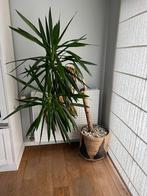 Yucca, Maison & Meubles, Plantes d'intérieur, Yucca