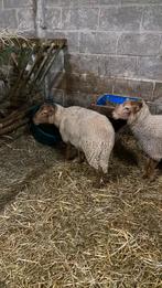 Deux agneaux à tête de renard