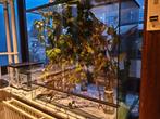 Terrarium 80x80x50 met 6 volwassen psg9 Australische flappen, Dieren en Toebehoren, Wandelende tak
