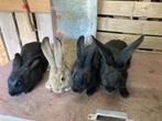 Jonge konijnen, Dieren en Toebehoren, Meerdere dieren, Groot, 0 tot 2 jaar