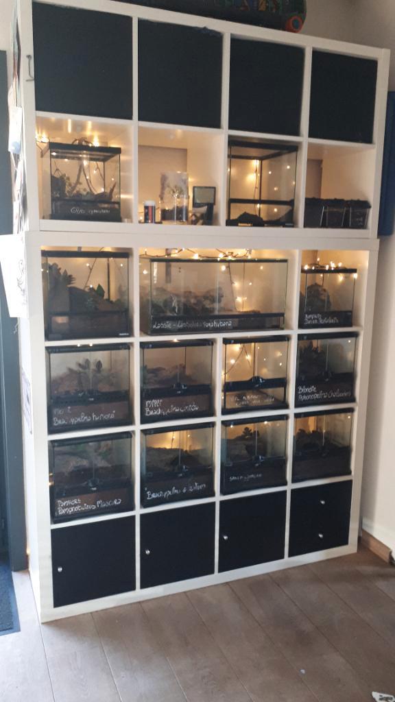 Collectie vogelspin, tarantula en toebehoren, Dieren en Toebehoren, Insecten en Spinnen, Spin of Schorpioen