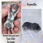 Ratons, rats rex dumbo, Animaux & Accessoires, Enlèvement