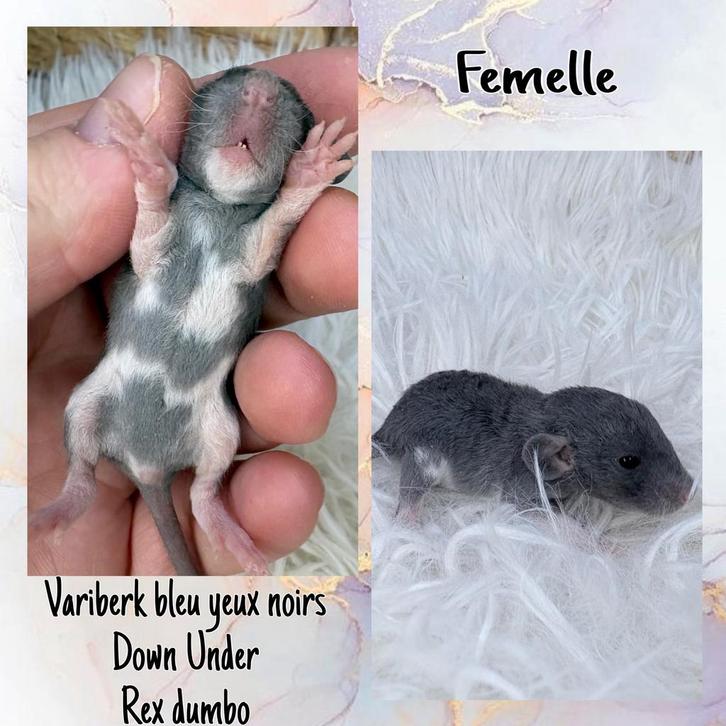 Ratons, rats rex dumbo, Animaux & Accessoires, Rongeurs & Lapins | Accessoires, Enlèvement