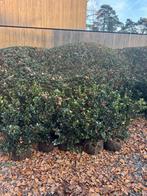 Hulst ilex blue prince, Tuin en Terras, Ophalen, Hulst