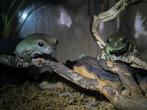 Koppeltje BoomKikkers met terrarium (+toebehoren), Amfibie, Met terrarium, 3 tot 6 jaar