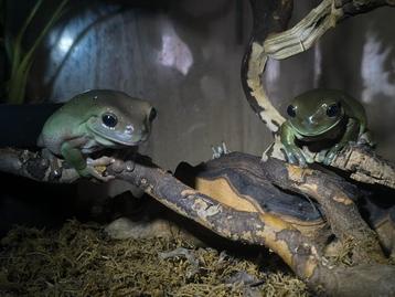 Koppeltje BoomKikkers met terrarium (+toebehoren) beschikbaar voor biedingen