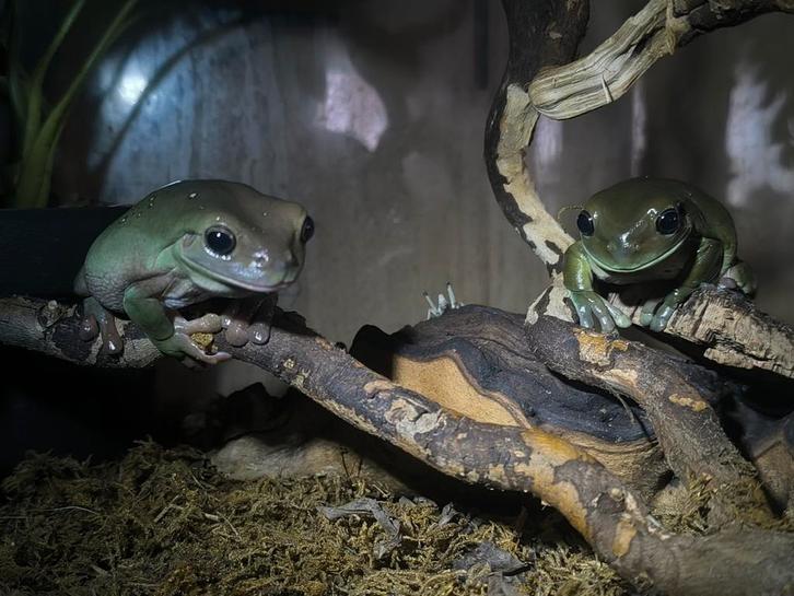 Koppeltje BoomKikkers met terrarium (+toebehoren), Dieren en Toebehoren, Reptielen en Amfibieën, Amfibie, 3 tot 6 jaar, Met terrarium