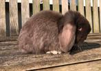 Minilop rammelaar (transport mogelijk), Dieren en Toebehoren, Konijnen, Mannelijk, Dwerg, Hangoor, 0 tot 2 jaar