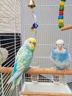 Très belle couple de perruche avec cage, Animaux & Accessoires, Oiseaux | Perruches & Perroquets, Perruche, Plusieurs animaux