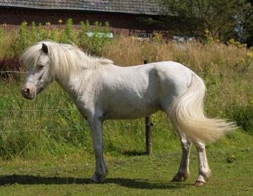 Few spot Appaloosa ter dekking  beschikbaar voor biedingen