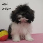 Lhasa Apso - Belgische pups te koop, Dieren en Toebehoren, België, CDV (hondenziekte), 8 tot 15 weken, Meerdere