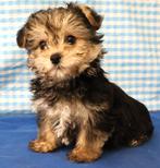 Super belle croix Bichon, Animaux & Accessoires, 15 semaines à 1 an, Étranger, Chien (mâle), Petit