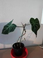 Philodendron VERRUCOSUM, Huis en Inrichting, Kamerplanten, Ophalen of Verzenden