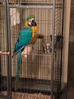 Blauwgele ara, Dieren en Toebehoren, Vrouwelijk, Papegaai, Geringd