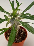 Pachypodium Lamerei, Minder dan 100 cm, Verzenden, Vetplant