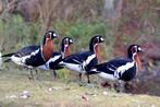 Roodhals gans, Dieren en Toebehoren, Pluimvee