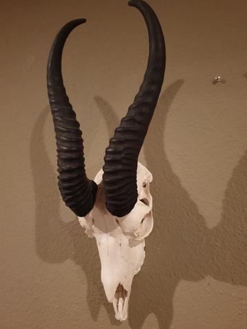 Springbok schedel beschikbaar voor biedingen
