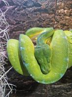 Morelia viridis couple, Dieren en Toebehoren, Reptielen en Amfibieën