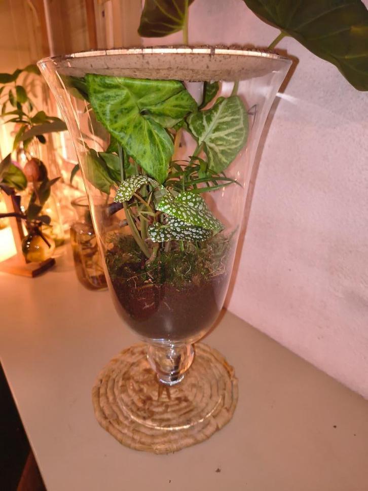 Mooi gevormd en gevuld plantenterrarium, Tuin en Terras, Planten | Fruitbomen, Ophalen