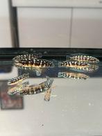 10 Julidochromis cichliden – mooie groep, Dieren en Toebehoren, Vis, Zoetwatervis