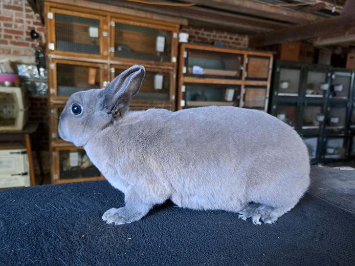 Rex Dwerg voedster Isabella, Dieren en Toebehoren, Konijnen, Dwerg, Vrouwelijk, 0 tot 2 jaar