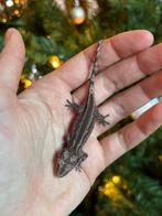 Striped gargoyle gekko, Lézard, Domestique, 0 à 2 ans