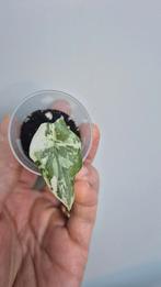 Alocasia melo albo, Enlèvement ou Envoi