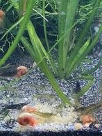 Neocaridina garnaal wildkleur, Dieren en Toebehoren, Vissen | Aquariumvissen