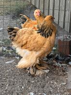 Brahma buff te koop, Dieren en Toebehoren, Meerdere dieren, Kip