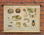 Vintage schoolplaat In het duin – biologie / natuur, Antiek en Kunst, Antiek | Schoolplaten, Ophalen of Verzenden, Natuur en Biologie