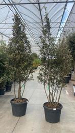 Quercus Ilex- steeneik meerstam, Tuin en Terras, Ophalen