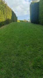 2 moutons elevage naturel a vendre, Tuin en Terras, Gras en Kunstgras