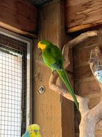 Barrabander parkiet, Dieren en Toebehoren