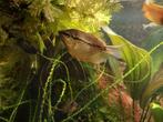 Gratis diamantgoerami en gouden honinggoerami, Dieren en Toebehoren, Vissen | Aquariumvissen