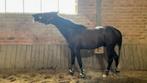 Lieve 4-jarige ruin, Dieren en Toebehoren, Paarden, Gechipt, Springpaard, Ruin, Zadelmak