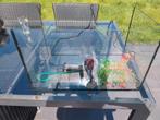 Aquarium + filter + 6 versieringen + klein schepnetje, Ophalen, Zo goed als nieuw