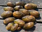 Vijvermosselen zoetwatermosselen mossel, Ophalen