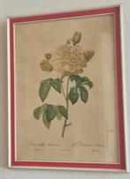 Dessin d'une rose de La Duchesse d'Orleans de Langlais, Enlèvement ou Envoi