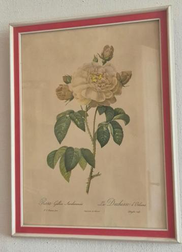 Dessin d'une rose de La Duchesse d'Orleans de Langlais beschikbaar voor biedingen