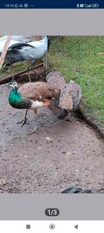 Trio blauwe pauw, Dieren en Toebehoren, Pluimvee, Meerdere dieren, Overige soorten