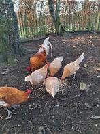 Verse broedeieren Friese Kriel, Sexe inconnu, Poule ou poulet