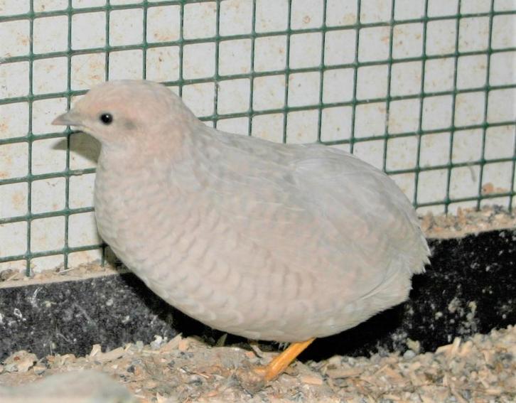 Japanse Kwartels, Dieren en Toebehoren, Pluimvee